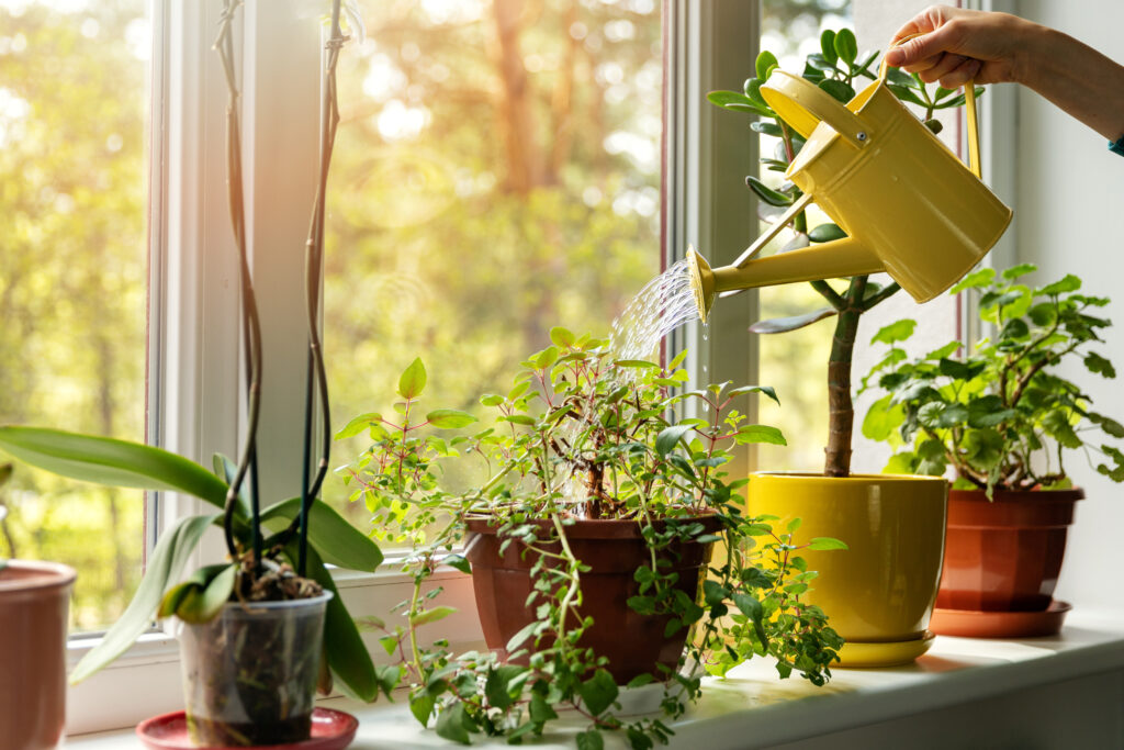 Mano regando plantas de interior en el alféizar de una ventana